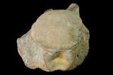 Fossil Mosasaur (Clidastes) Cervical Vertebra - Kansas #136436-1
